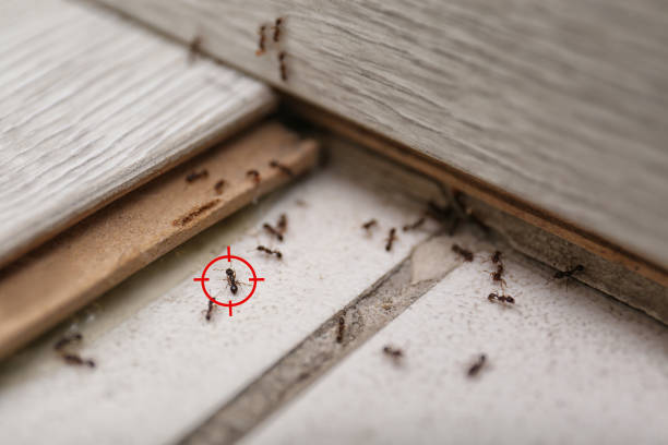 Trusted Azusa, CA Pest Control Experts