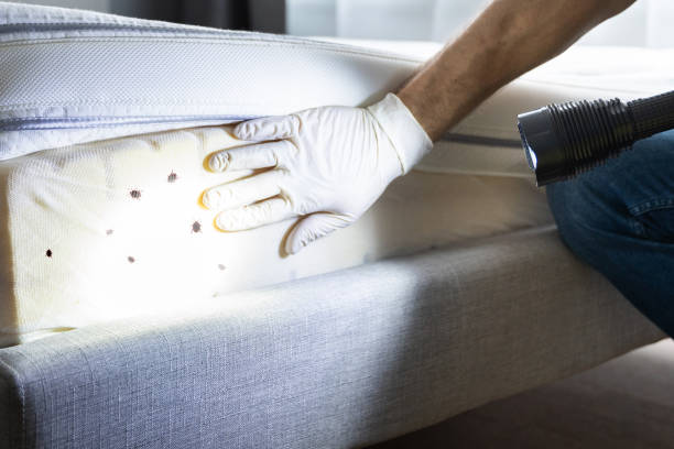 Best Termite Control Services  in Azusa, CA